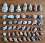 Verzameling schelpen, Verzamelen, Mineralen en Fossielen, Ophalen of Verzenden, Schelp(en)