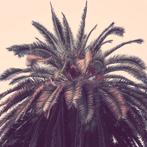 “This is not Miami” - fine-art kunstfoto, Antiek en Kunst, Ophalen of Verzenden