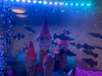 Moli, Dieren en Toebehoren, Vissen | Aquaria en Toebehoren, Ophalen of Verzenden