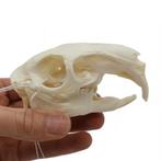 Schedel Viscacha (Lagostomus Maximus) PREPARATENSHOP, Ophalen of Verzenden, Nieuw, Wild dier, Schedel