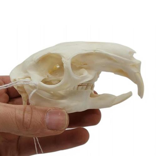 Schedel Viscacha (Lagostomus Maximus) PREPARATENSHOP, Verzamelen, Dierenverzamelingen, Nieuw, Schedel, Wild dier, Ophalen of Verzenden