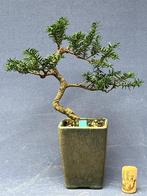 Taxus bonsai, Tuin en Terras, Planten | Bomen, In pot, Bloeit niet, Halfschaduw, Minder dan 100 cm