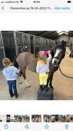 pony les, Diensten en Vakmensen, Dieren | Paarden | Verzorging, Oppas en Les, Paardrijles of Ponykampen