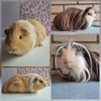 Cavia beren + beertje, Dieren en Toebehoren, Cavia, Mannelijk, Juli, Tam