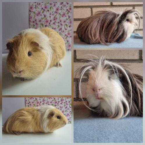 Cavia beren + beertje, Dieren en Toebehoren, Knaagdieren, Mannelijk, Cavia, Juli, Tam