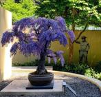 Purple Blue Rain Wisteria zaadjes met instructies, Ophalen of Verzenden, Voorjaar, Volle zon, Zaad