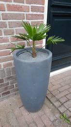 Palmboom in luxe pot, Volle zon, Vaste plant, Lente, Ophalen