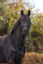 Prachtige zwarte merrie met potentie!, Dieren en Toebehoren, Paarden, Merrie, Gechipt, Dressuurpaard, 3 tot 6 jaar