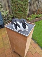 Hollander voedsters, Dieren en Toebehoren, Konijnen, Vrouwelijk, Klein, 0 tot 2 jaar