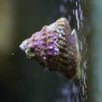 Baby Astrea Slakken Zoutwater, Dieren en Toebehoren, Vissen | Aquariumvissen, Slak of Weekdier