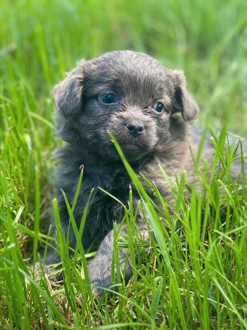 Blauw boomer teefje, Dieren en Toebehoren, Honden | Chihuahua's en Gezelschapshonden, Teef, Overige rassen, Particulier, Eén hond
