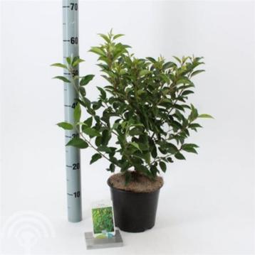 Prunus l. Angustifolia Portugese laurier haag wintergroen beschikbaar voor biedingen