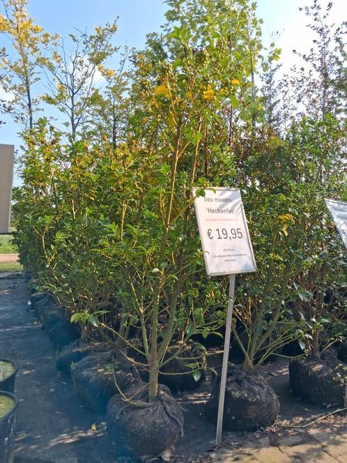 Ilex Heckenfee, prachtige haag planten vol in de bes! 125cm, Tuin en Terras, Planten | Struiken en Hagen, Struik, Hulst, 100 tot 250 cm