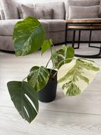 Monstera Deliciosa, Tuin en Terras, Planten | Tuinplanten, Ophalen, Vaste plant, Bloeit niet, Halfschaduw