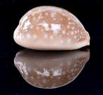 Schelpen: Cypraea nivosa 56,6mm (F+++), Verzamelen, Mineralen en Fossielen, Ophalen of Verzenden, Schelp(en)