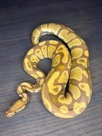 0.1 ultramel het piebald 1100g, Slang, 0 tot 2 jaar