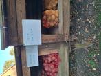 Irenes en bildstar aardappelen., Diversen, Levensmiddelen, Ophalen of Verzenden