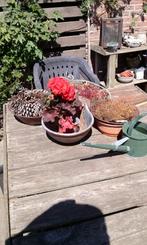 Koeien drinkbak als plantenbak tuinwanddecoratie, Gebruikt, Minder dan 60 cm, Rond, Ophalen of Verzenden