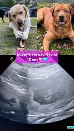 Puppys verwacht!! Labrador, Dieren en Toebehoren, Honden | Retrievers, Spaniëls en Waterhonden, Rabiës (hondsdolheid), 8 tot 15 weken