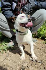 polo zoekt baasje stichting Tigger foundation, 3 tot 5 jaar, Rabiës (hondsdolheid), Klein, Buitenland