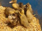 Jonge loopeenden te koop, Dieren en Toebehoren, Meerdere dieren, Eend