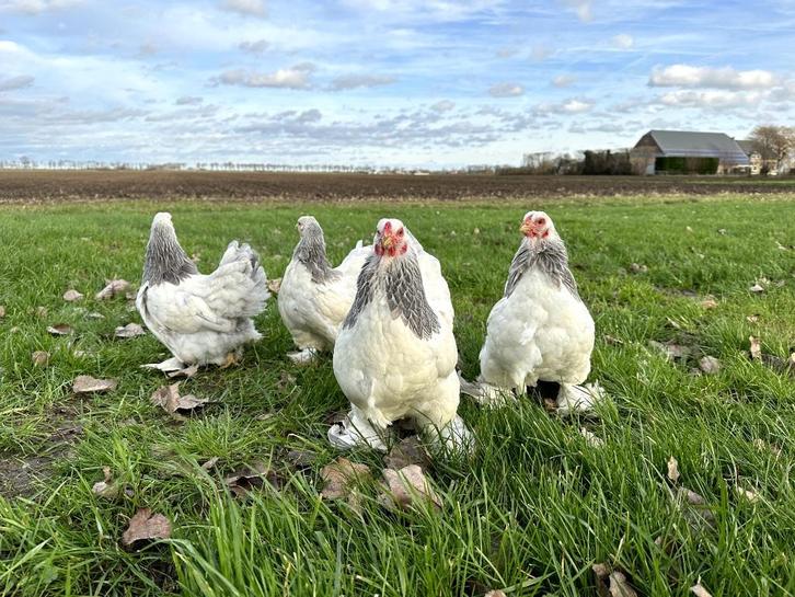 Jonge tamme Brahma kriel kippen hennen gesekst, Dieren en Toebehoren, Pluimvee, Kip, Vrouwelijk