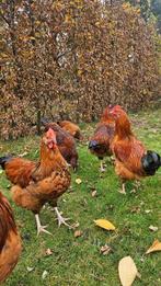 Hanen en Hennen, Dieren en Toebehoren, Pluimvee, Meerdere dieren, Kip