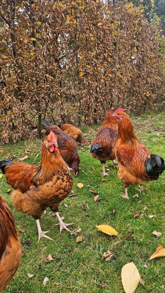 Hanen en Hennen, Dieren en Toebehoren, Pluimvee, Kip, Meerdere dieren