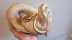 0.1 3x goedkoop voor Houten (Coral Glow het Pied, het Clown), Dieren en Toebehoren, Reptielen en Amfibieën, Slang, 0 tot 2 jaar