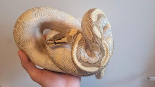 0.1 3x goedkoop voor Houten (Coral Glow het Pied, het Clown), Dieren en Toebehoren, Reptielen en Amfibieën, Slang, 0 tot 2 jaar