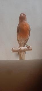 Harlekijn kanaries poppen en mannen, Meerdere dieren, Kleurkanarie