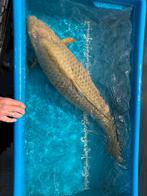 Chagoi - 90 cm, Dieren en Toebehoren, Vissen | Vijvervissen, Karper of Koi
