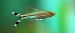 Rasbora Trilineata - Knipstaartje - Koidream Valburg, Dieren en Toebehoren, Vis, Zoetwatervis