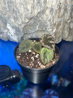 Begonia Hoiosericeoides, Ophalen of Verzenden, Overige soorten, Minder dan 100 cm
