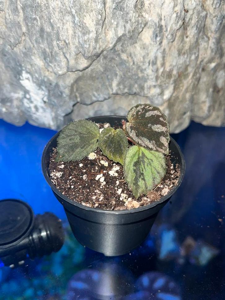 Begonia Hoiosericeoides, Huis en Inrichting, Kamerplanten, Overige soorten, Minder dan 100 cm, Ophalen of Verzenden