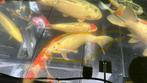 Koi karper Grote witte koi, karper tussen de 45 en de 50 cm, Dieren en Toebehoren, Vissen | Vijvervissen, Karper of Koi
