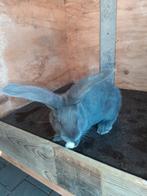 Mooie blauwe Vlaamse reus ram  9 weken oud, Dieren en Toebehoren, Mannelijk, Groot, 0 tot 2 jaar