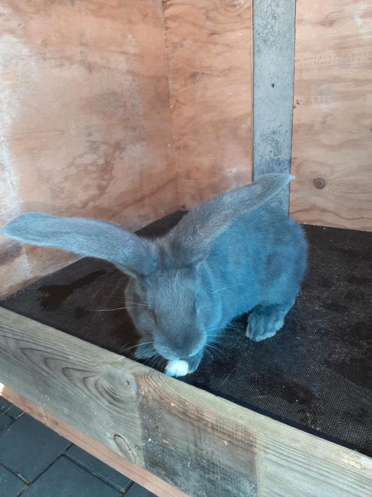 Mooie blauwe Vlaamse reus ram  9 weken oud, Dieren en Toebehoren, Konijnen, Groot, Mannelijk, 0 tot 2 jaar