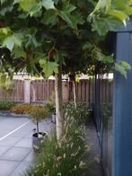2 Platanen, Tuin en Terras, Planten | Bomen, Ophalen, Volle zon, Overige soorten