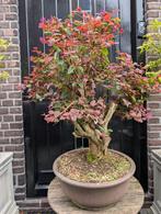 Loropetalum bonsai 85cm, Bloeit niet, Halfschaduw, Minder dan 100 cm, Overige soorten
