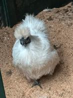 Te koop zijdehoen kriel , kleur wit, Dieren en Toebehoren, Pluimvee, Vrouwelijk, Kip