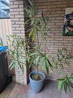 Oleander, Overige soorten, 100 tot 250 cm, Zomer, Ophalen