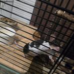 Muis, Dieren en Toebehoren, Overige Dieren, September, Vrouwelijk