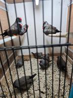 Charcoal zebravinken, Dieren en Toebehoren, Meerdere dieren