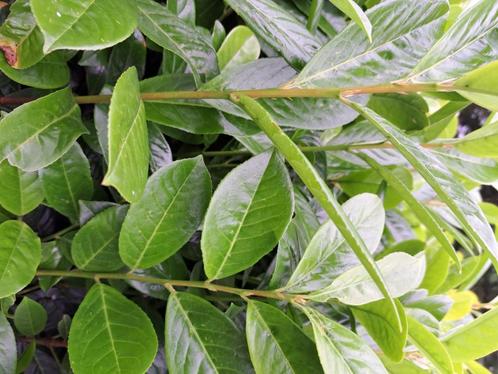 Restpartij 25 groenblijvende smalgroeiende laurierhaag Genol, Tuin en Terras, Planten | Struiken en Hagen, Haag, Laurier, 100 tot 250 cm