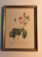 Oude prent van een Redouté roos in gouden lijst, Ophalen of Verzenden