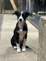 Nieuw huisje gezocht voor fiffie, Dieren en Toebehoren, Honden | Herdershonden en Veedrijvers, Particulier, Rabiës (hondsdolheid)