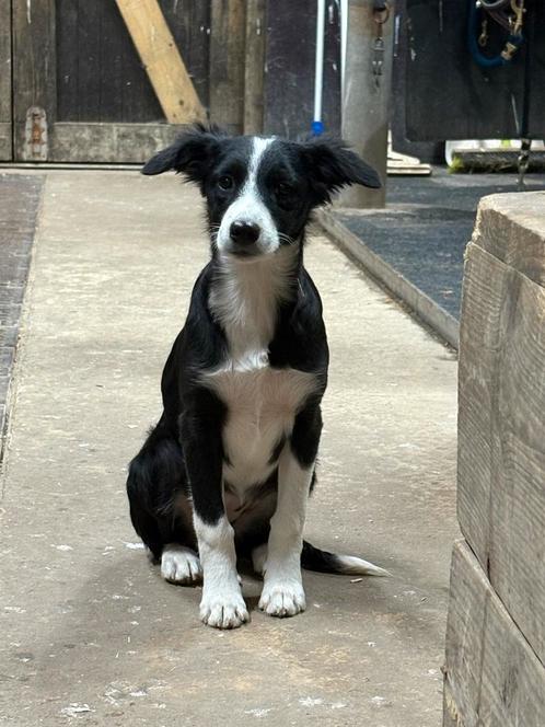 Nieuw huisje gezocht voor fiffie, Dieren en Toebehoren, Honden | Herdershonden en Veedrijvers, Teef, Overige rassen, Particulier
