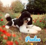 Harlekijn Dwergpoedel dekreu | 32cm | FCI | volledig getest, Rabiës (hondsdolheid), Reu, Eén hond, 3 tot 5 jaar