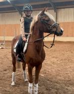 16 jarige d kinder en sportpony, M, B pony (1.17m tot 1.27m), 11 jaar of ouder, Recreatiepony